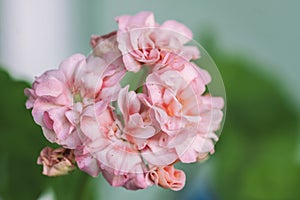 Pelargonium flowers closeup. Horseshue pelargonium or Pelargonium zonale.