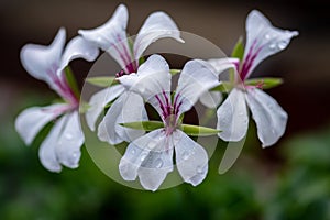 Pelargonium flowers commonly known as geraniums, pelargoniums