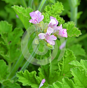 Pelargonium is a genus of flowering plants