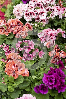 Pelargonium geranium blossom, pink white orange flower in a pot, vertical photography