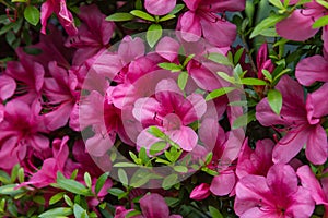 Pelargonium geranium group bright cerise