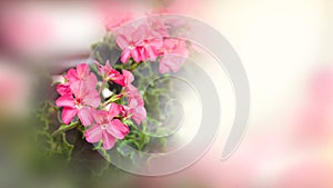 Pelargonium geranium plant flower close-up