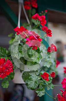 Pelargonium geranium. Red flowering plants in a pot. Vegetative background. Floriculture concept