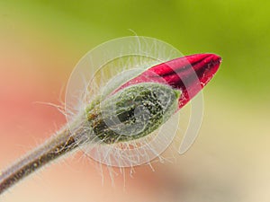 Pelargonium geraniums buds