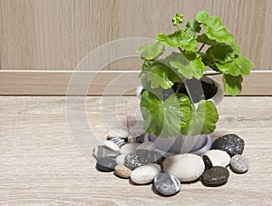 Pelargonium, Gerganium in a flower pot. Bright green leaves, young shoots, sprout, seedling. Home flower pelargonium. Floriculture