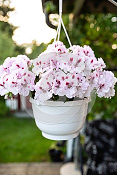 Pelargonium grandiflora variety Mona Lisa