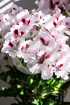 Pelargonium grandiflora variety Mona Lisa, closeup flower