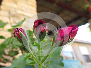 Pelargonium graveolens