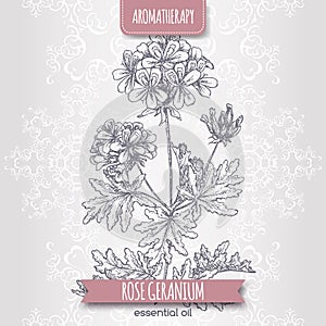 Pelargonium graveolens aka rose geranium sketch on elegant lace background. photo