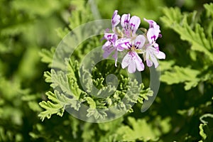 Pelargonium graveolens in bloom, ornamental flowers