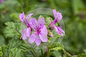 Pelargonium graveolens in bloom, ornamental flowers