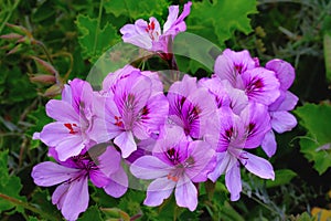 Pelargonium graveolens plant also known as Rose geranium with pink flowers