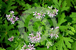 Pelargonium graveolens, Rose Geranium, Sweet scented geranium