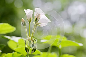 The buds and flowers of white Pelargonium hortorum Bailey photo