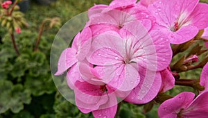 Pelargonium x hortorum Bailey Pink Color Flowers