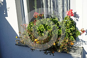 Pelargonium hortorum and Portulaca grandiflora flowers bloom in October in a flower box. Berlin, Germany