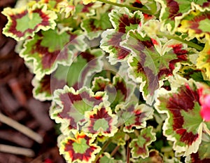 Pelargonium x hortorum `Velma Cox`, Zonal Geranium