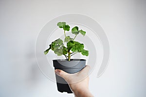 Pelargonium house plant in grey plastic pot