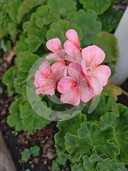 Pelargonium odoratissimum, rose geranium or mauve geranium, is a species of flowering plant in the geranium family Geraniaceae.