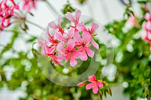 Pelargonium peltatum