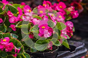 Pelargonium peltatum