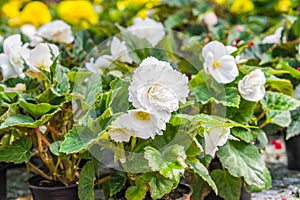 Pelargonium peltatum