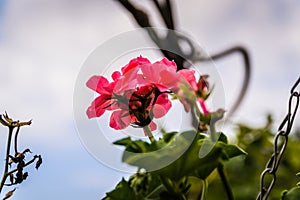 Pelargonium Peltatum