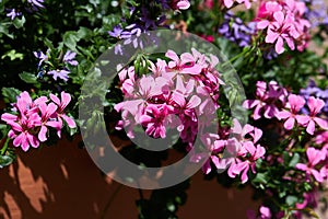 Pelargonium Peltatum bright pink double flowers close up.