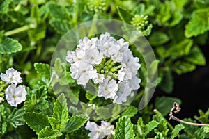 Pelargonium peltatum photo