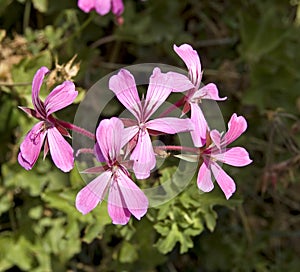 Pelargonium peltatum (geraniums,gipsies)