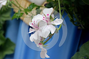 Pelargonium peltatum Glacier White, Glacier White Ivy-leaved Geranium