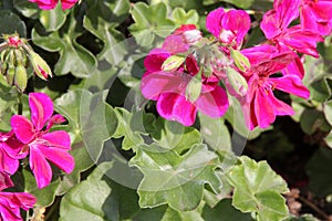 Pelargonium peltatum `Great Balls of Fire Blue`, Great Balls of Fire Blue Ivy Leaf Geranium