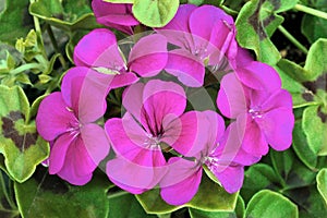 Pelargonium peltatum \'Purple Blizzard\' in Bloom