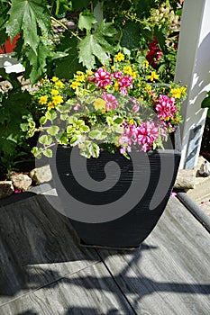 Pelargonium peltatum \'Villetta White Burgundy\', Bidens ferulifolia and Plectranthus sp. grow in a flower pot.