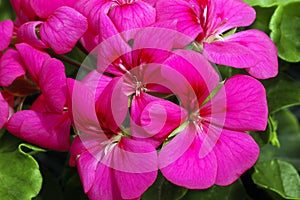 Ivy-leaf Geranium flower