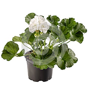 Pelargonium plant with white flower