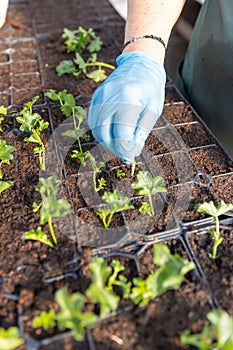 Pelargonium planting in nursery tray