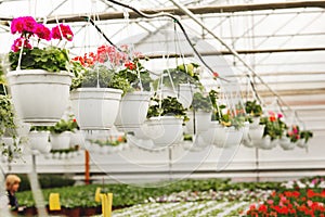 Pelargonium plants hanging in white pots in springtime, ready for export