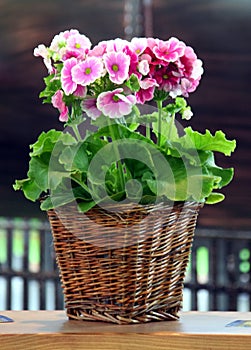 Pelargonium in the pot