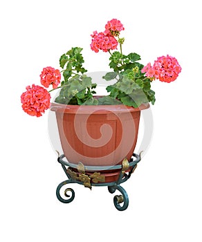 Pelargonium in a pot flowerpot