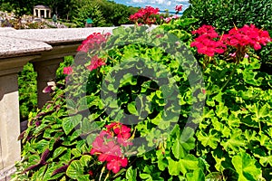 The pelargonium of red colore blossoms. photo