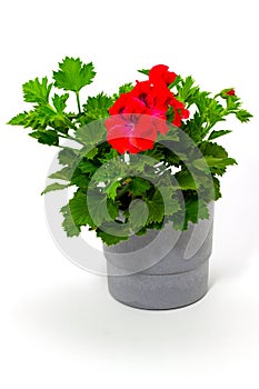 Pelargonium red in pots on a white background garden geranium pelargoniums with buds on a white background