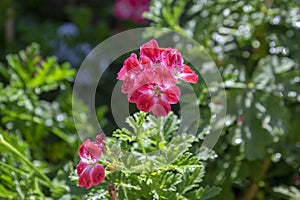 Pelargonium scabrum violet purple flowers in bloom, ornamental flowering plant