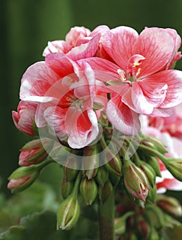 Pelargonium 'Schone Helena' in Bloom