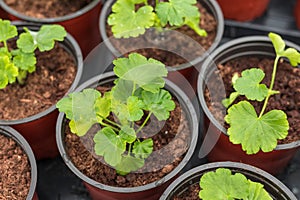 Pelargonium seedlings being replanted into pots