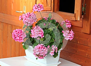 Pelargonium in the white pot