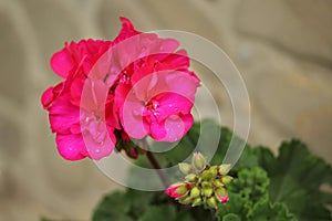 Pelargonium zonale