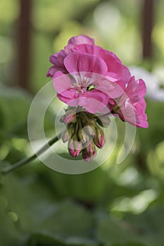 Pelargonium zonale cultivated ornamental pot flowering plant, group of purple pink flowers in bloom, green stem
