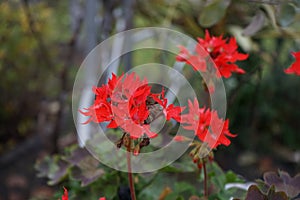 Pelargonium zonale `Fireworks Red` in a flower pot. Pelargonium zonale is a species of Pelargonium. Berlin