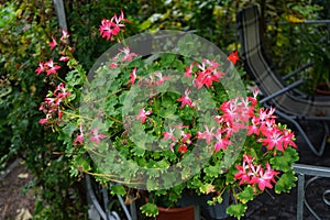 Pelargonium zonale `Fireworks Red-White` in a flower pot. Berlin, Germany